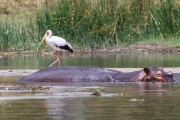 Yellow-billed stork catching a ride